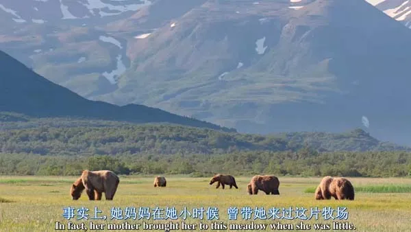 [2014][美国][阿拉斯加的棕熊][BD中英双字][1280高清][1.06G][百度盘]