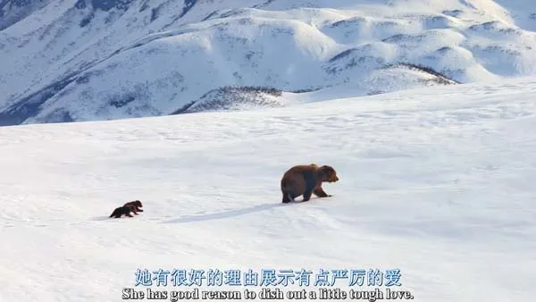 [2014][美国][阿拉斯加的棕熊][BD中英双字][1280高清][1.06G][百度盘]