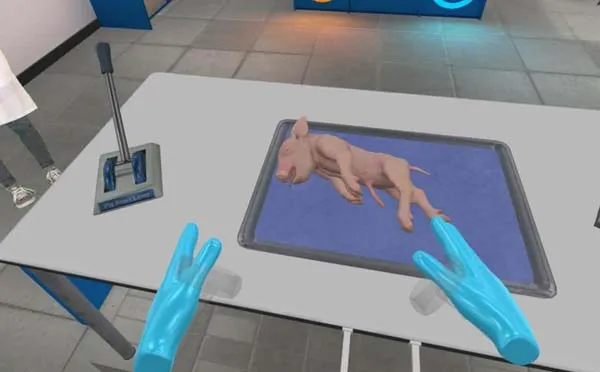 VR游戏《解剖猪 Pig Dissection-Quest》[英文][1.06GB][百度网盘]