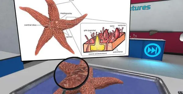 VR游戏《解剖无脊椎动物vr Squid and Seastar Dissection-Quest》[英文][941.18MB][百度网盘]