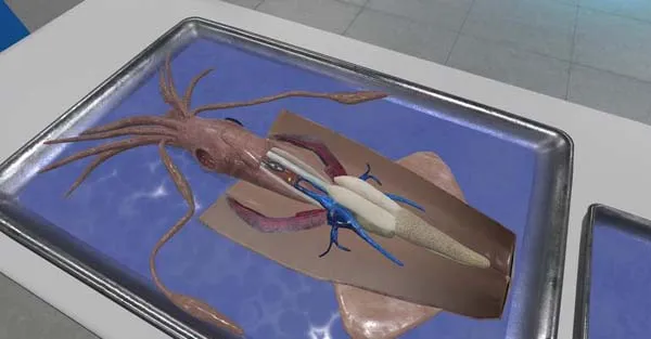 VR游戏《解剖无脊椎动物vr Squid and Seastar Dissection-Quest》[英文][941.18MB][百度网盘]