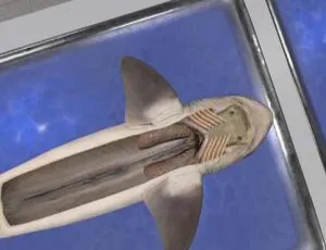 941.18MB英文VR游戏《解剖模拟器：角鲨版 Dogfish Dissection-Quest》百度网盘下载-小文资源网