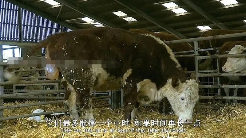 英文动画《动物的母性 Animal Maternity》[儿童教育][全6集/英语中英双字][5.73GB][百度网盘]