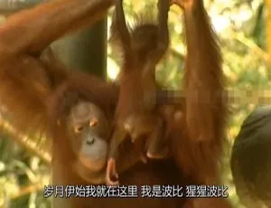 英文版全26集《森林动物园》儿童教育动画 3.09GB 百度网盘资源-小文资源网