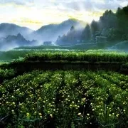 1991《岁月的童话 おもひでぽろぽろ》[剧情/爱情/动画][日语/全1集2.45G][百度下载]