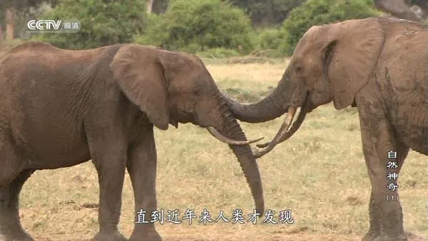 [2012][中国大陆][自然神奇][19G][百度盘]