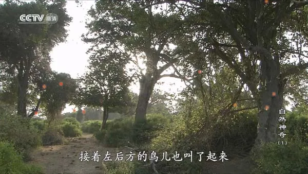 [2012][中国大陆][自然神奇][19G][百度盘]