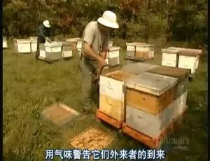 2011 美国探索频道《造物小百科》640×480 高清 6G 百度盘资源-小文资源网