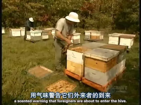 [2011][美国][探索频道.造物小百科][640×480][6G][百度盘]