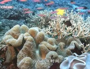 2013 BBC纪录片《珊瑚死亡之谜》800M 百度盘资源-小文资源网