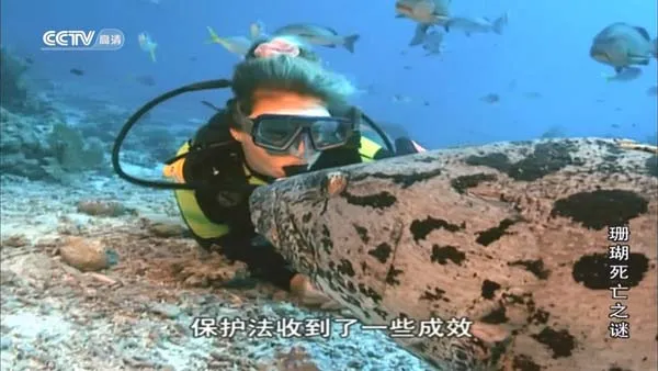 [2013][BBC纪录片][珊瑚死亡之谜][800M][百度盘]