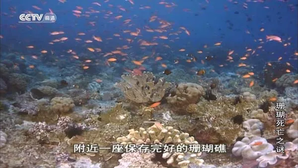 [2013][BBC纪录片][珊瑚死亡之谜][800M][百度盘]