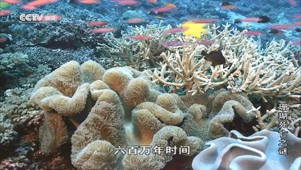 [2013][BBC纪录片][珊瑚死亡之谜][800M][百度盘]