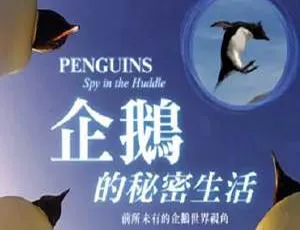 5集英语中字BBC纪录片《企鹅群里有特务》[MP4/MKV/2.33GB]百度云下载-小文资源网