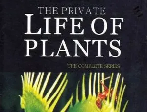 BBC 出品《植物私生活》1 - 6 集高清英语中字视频合集 百度云网盘下载-小文资源网