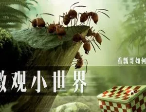 《微观小世界昆虫小世界 Minucule TV 版》中文版 176 集一二季 9.27GB 百度网盘资源 儿童教育必看
