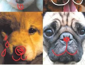 必看！儿童电影《狗狗心事All About My Dog》1集日语中字 1.52GB百度网盘资源-小文资源网