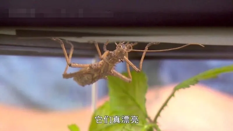英文动画《我的宠物和我3》[儿童教育]第三季全/20集/英语中字][7.2GB][百度网盘]