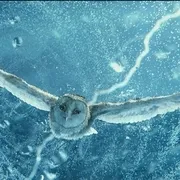 2010《猫头鹰王国：守卫者传奇 Legend of the Guardians: The Owls of Ga’Hoole》[动作 / 动画 / 奇幻 / 冒险][全1集1.99G][百度网盘]