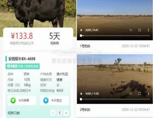 亲测！牧场养牛系统含积分商城、大转盘抽奖及会员特权