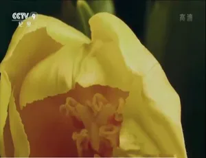 1080P 单集国语配音中字《郁金香效应》纪录片百度网盘资源