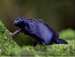 《超慢动作下的世界2012》720P 2集 德语配音中德双字 百度网盘资源