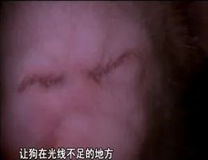 720P 9集国语中字《子宫日记》纪录片百度网盘资源