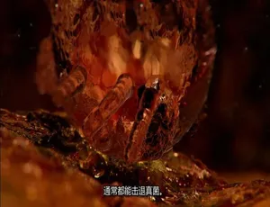 1080P 英语中字！纪录片《体内的怪物/病魔缠身》第五季 10 集 百度网盘资源-小文资源网