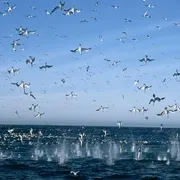 2009《海洋 Océans》[中文字幕/全1集5.11G][百度下载]