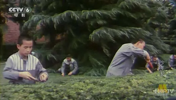[1985][中国大陆]《少年犯》[国语中字][5.31GB][百度网盘]