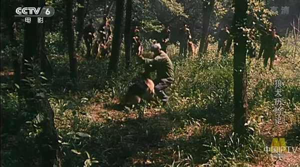 [1985][中国大陆] 《狼犬历险记》[国语中字][5.40GB][ 百度网盘]