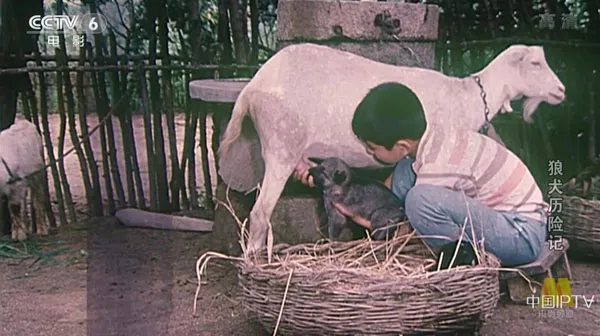 [1985][中国大陆] 《狼犬历险记》[国语中字][5.40GB][ 百度网盘]