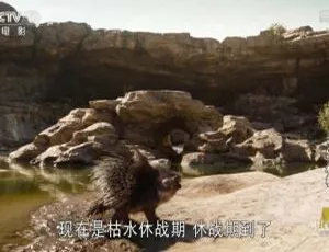 2016 美国奇幻大片《奇幻森林》5.10GB 百度网盘资源-小文资源网