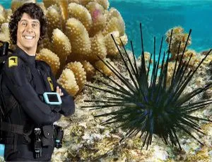 英语启蒙必看！《Andy’s Aquatic Adventures安迪的海底探险》全2季30集 带英文字幕 12.5GB 百度网盘资源-小文资源网