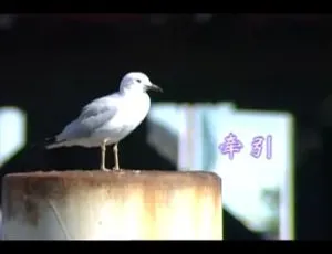 2003 内地国语MV：罗时丰《牵引》101MB 百度网盘资源-小文资源网