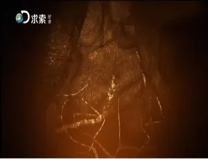 1080P两季全31集！英语配音中字《绝对好奇》纪录片百度网盘资源