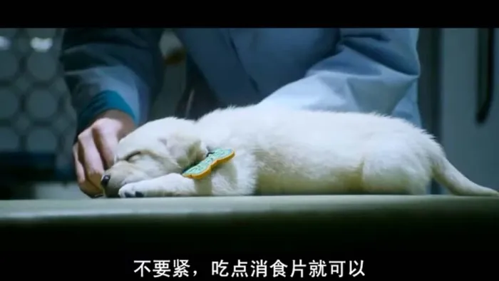 [2010][中国_韩国][人狗奇缘2_心心历险记][韩语中字][RMVB][368MB][百度网盘]