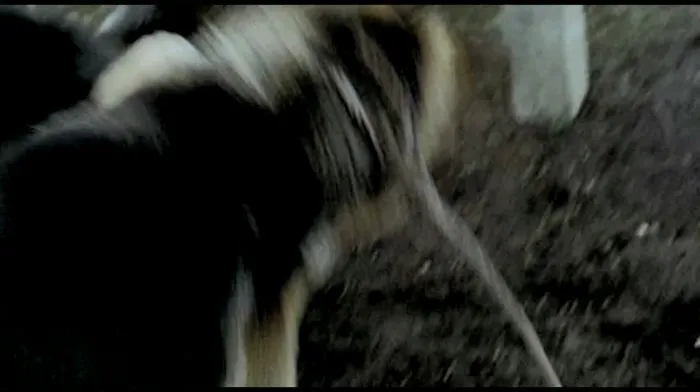 [1973][意大利_法国]《白牙_Zanna Bianca》[剧情][英语中字][mp4_1.7G][480P]