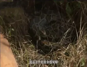 1080P《生活科技大解密》第九季全20集 英语中字 百度网盘资源-小文资源网