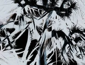 Plastic Tree 2024 高解析度音乐资源 24Bit-96kHz Hi-Res Flac 1.02GB 百度网盘下载-小文资源网