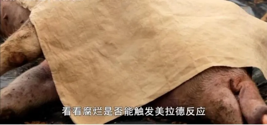 纪录片《珍宝解密》[1080P][第一季共5集 英语中字][百度网盘]