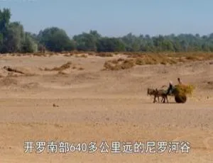 探秘《珍宝解密》纪录片第五季：1080P高清+英语中字+百度网盘资源-小文资源网