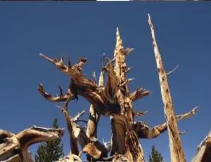 《珍宝解密》第四季 8 集英语中字百度网盘资源