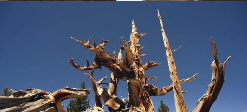 [记录片]《珍宝解密》[第四季共8集 英语中字][百度网盘]