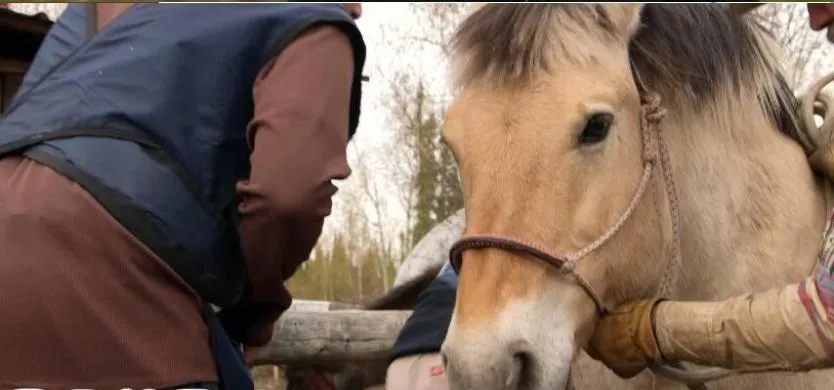 [记录片]《Dee博士：阿拉斯加兽医》[第二季共11集 英语中字][百度网盘]