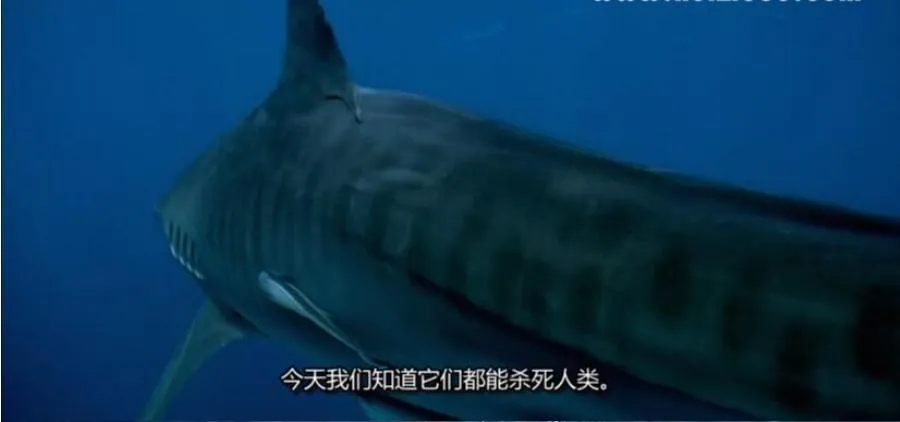 [记录片]《鲨鱼周/周一鲨鱼夜2009年版》[1集 英语中字][百度网盘]