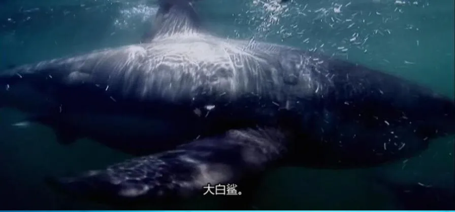 [记录片]《鲨鱼周/周一鲨鱼夜2009年版》[1集 英语中字][百度网盘]