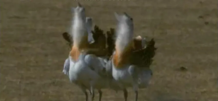 [记录片]《美丽克什克腾》[5集 国语配音中文字幕][百度网盘]