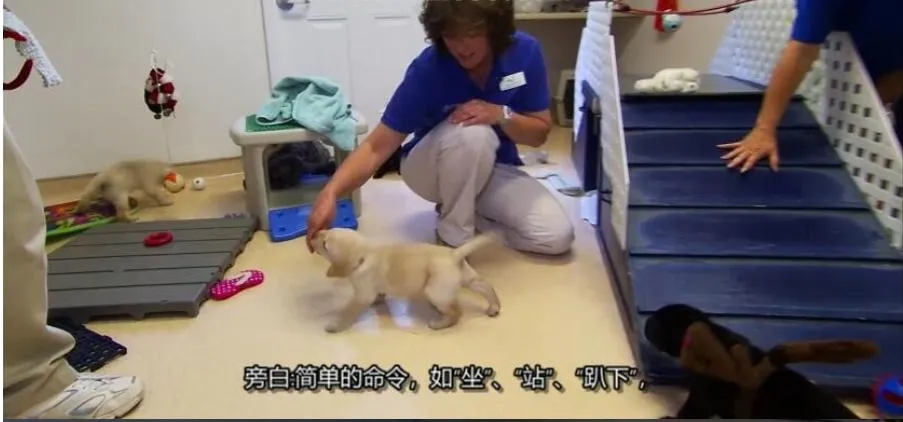 [记录片]《狗狗全纪录/狗狗101》[第二季共1集 英语中字][百度网盘]