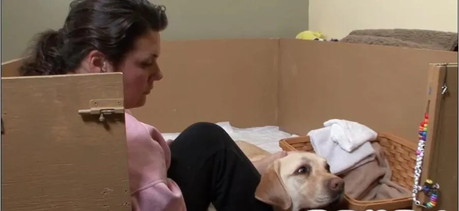 [记录片]《狗狗全纪录/狗狗101》[第二季共1集 英语中字][百度网盘]